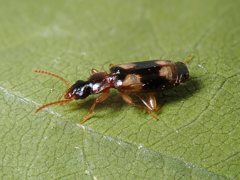 Carabidae: Philorhizus quadrisignatus